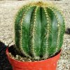 Notocactus _warasii